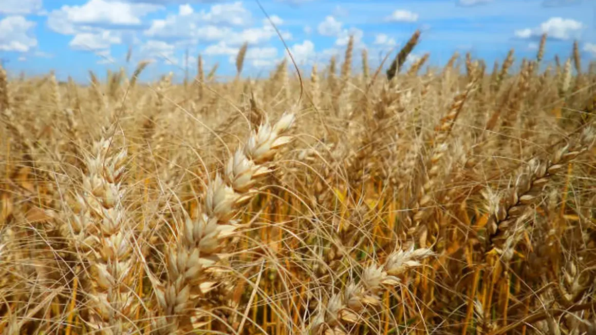 Calor prejudica lavoura de café, soja e arroz, diz especialista