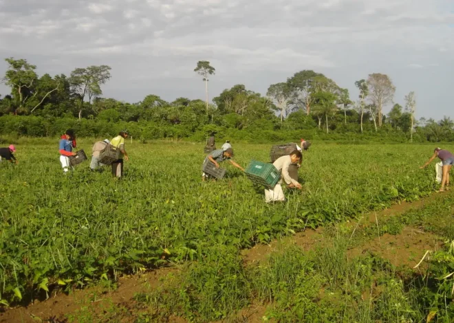 Produtores afetados por estiagem no RS podem renegociar crédito rural